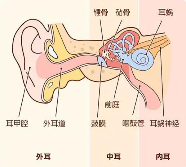 为什么感冒容易引起中耳炎？这些知识点你得了解！