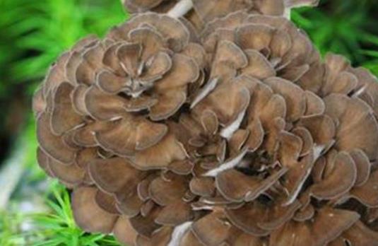 孕妇可以吃灰树花吗？灰树花有哪些功效？