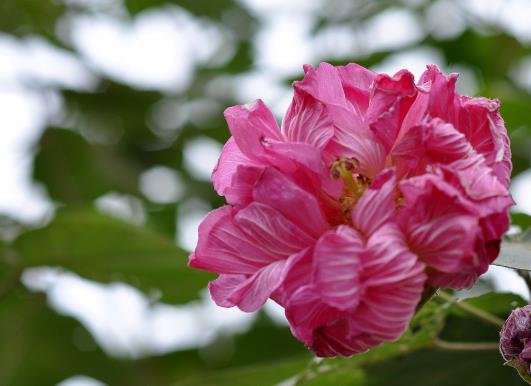 芙蓉花怎么种植？芙蓉花的药效是什么