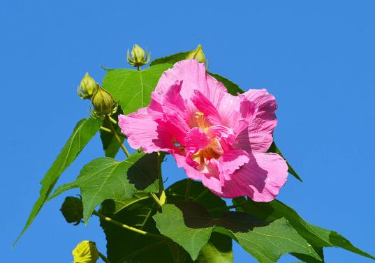 怎么养芙蓉花的花才开得旺盛？芙蓉花怎样栽培和繁殖