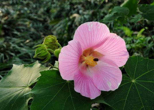 芙蓉花花蔫了怎么补救？哪种土质适合芙蓉花的生长