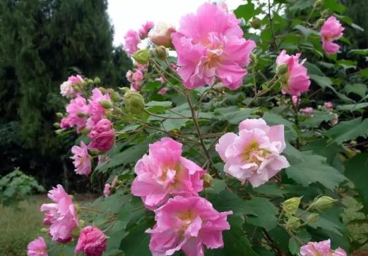 怎么养芙蓉花的花才开得旺盛？芙蓉花怎样栽培和繁殖