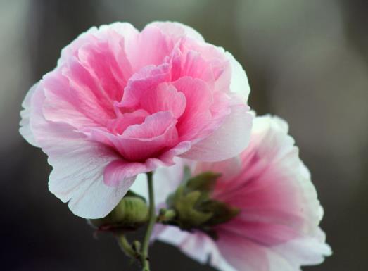 芙蓉花花期的时候用什么肥好？芙蓉花怎么养才开得旺盛