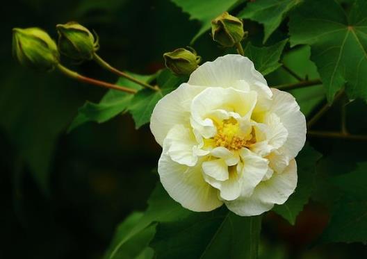 芙蓉花为什么开花了会蔫？芙蓉花土质选择酸性土还是碱性土