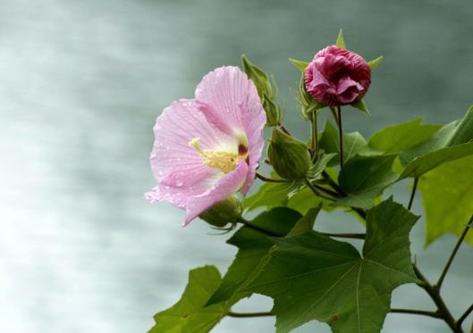 芙蓉花花期可以施肥吗？芙蓉花用什么土栽培好