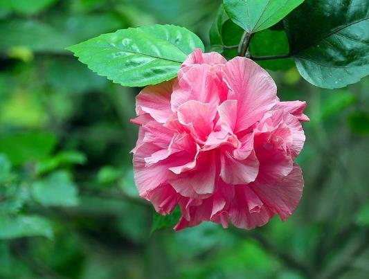 芙蓉花花期可以施肥吗？芙蓉花用什么土栽培好