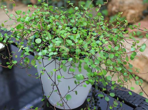自己养千叶吊兰怎么预防植株干枯？千叶吊兰根烂了还能救活吗