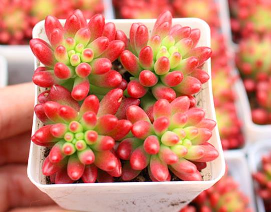 虹之玉怎么叶插繁殖？虹之玉掉叶子是什么原因
