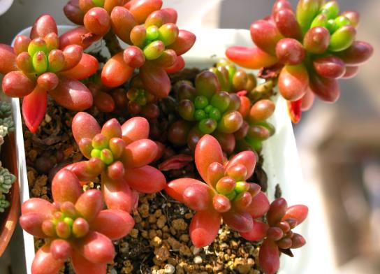 虹之玉掉叶子有哪些补救措施？虹之玉锦怎样养才旺盛