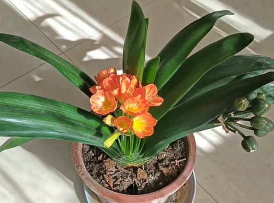 君子兰怎么养得绿油油的？种兰花用的花生壳如何发酵