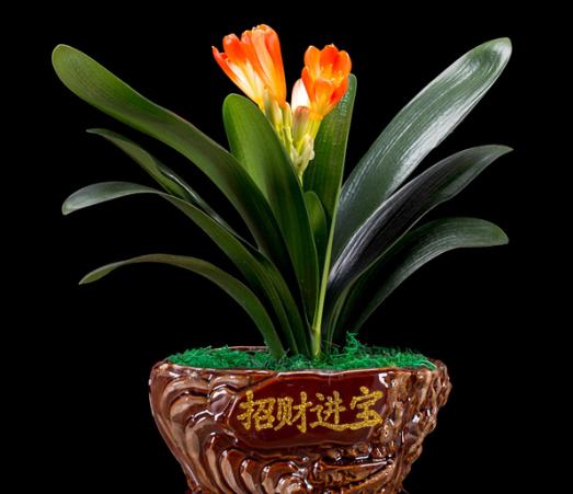 君子兰怎么养得绿油油的？种兰花用的花生壳如何发酵