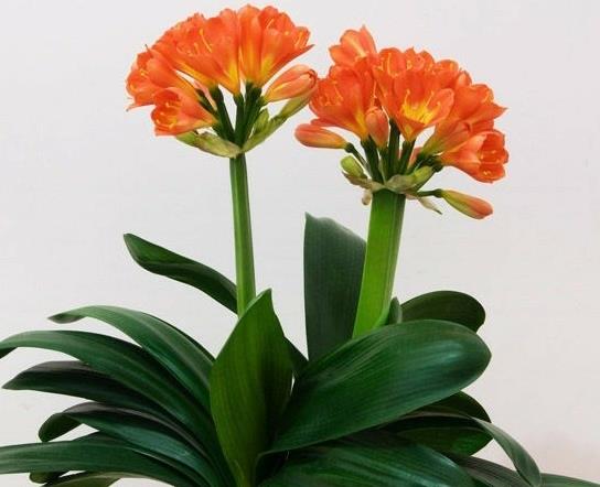 君子兰怎么养得绿油油的？种兰花用的花生壳如何发酵