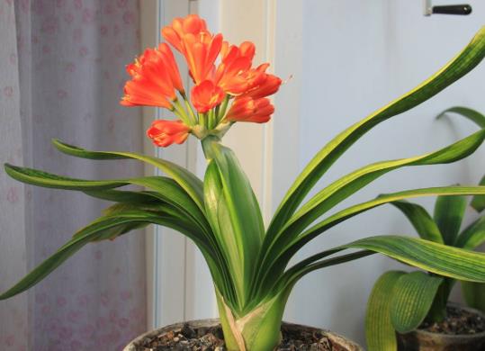 给君子兰用日光灯补光有效果没有？君子兰开双枝花常不常见