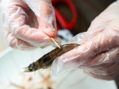 虾背里的黑线很脏吗？虾头黑黑的部位是重金属超标吗？