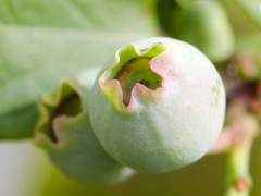 无花果的功效-用无花果可治痔疮