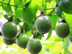 罗汉果怎么泡水喝？罗汉果泡水的作用
