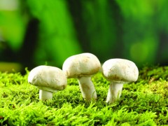 蘑菇富含重金属有害健康是真的吗？