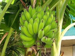 吃芭蕉有什么好处？芭蕉的功效与作用