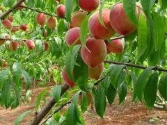 孕妇可以吃桃子吗？桃子是寒性水果吗？