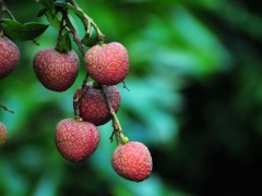 吃荔枝上火可以喝菊花茶吗？吃荔枝上火可以喝板蓝根颗粒吗？