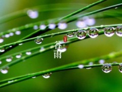 谷雨吃什么食物养生 谷雨节气做什么
