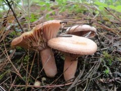 野生菌中毒一般多久出现症状？吃野生菌喝酒会不会中毒？