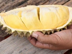 榴莲怎么吃最好？榴莲如何挑选？