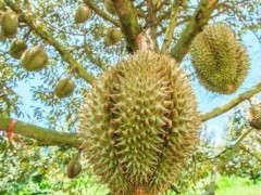 早上吃榴莲好还是晚上吃榴莲好？来月经吃榴莲好吗？