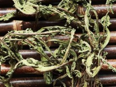 蒲公英茶去火还是金银花去火 什么人不适合喝蒲公英茶
