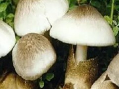 宝宝可以吃草菇吗？宝宝吃草菇有什么好处？