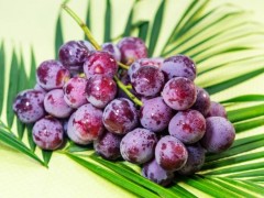 提子在水里泡一夜还能不能吃？提子在常温下可以放多久？