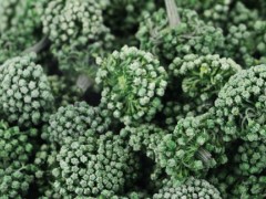 体内湿气重能喝三七花泡水吗 喝三七花茶要注意什么