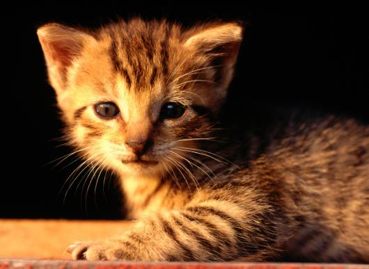 猫尿床屡教不改怎么办？猫为什么往主人床上尿