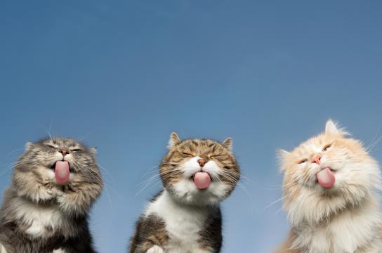 猫尿床屡教不改怎么办？猫为什么往主人床上尿