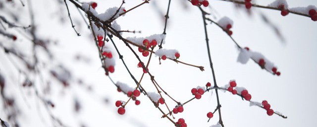 瑞雪兆丰年意思 瑞雪兆丰年的说法