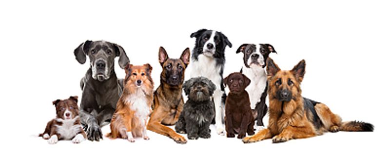 犬是不是合弓纲的
