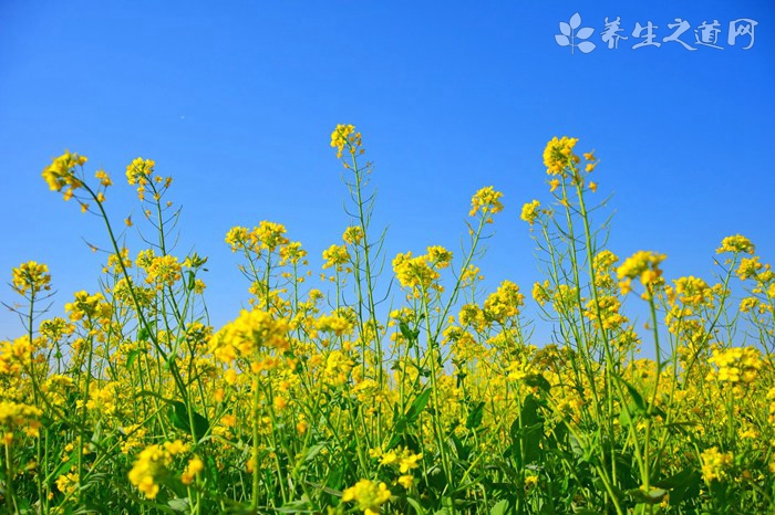 荞菜的营养价值_吃荞菜的好处