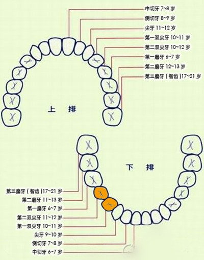 儿童换牙的时间与顺序是什么样的？