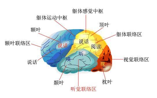 如何开发宝宝的右脑？让宝宝全面发展