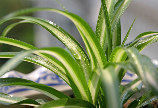 家居净化有妙招 常见净化植物介绍