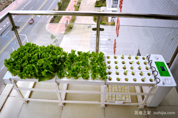 如何在阳台菜园里面种菜 阳台装修技巧有哪些