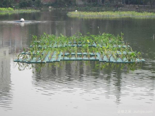 什么是生态浮床？生态浮床的功能作用