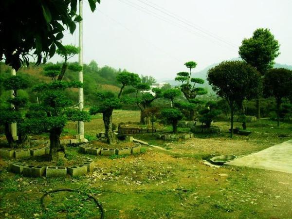 对节白蜡占地树的介绍 对节白蜡占地树如何有效养护