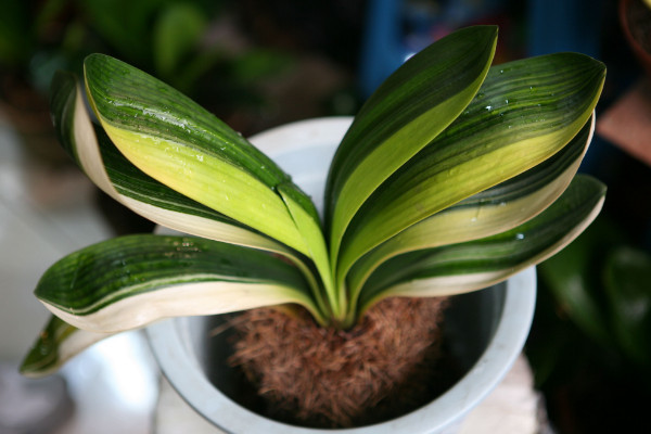 种君子兰花盆有哪些 适合室内的植物有哪些