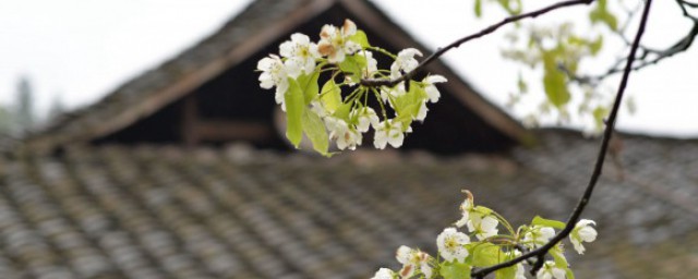 清明节传统节日风俗活动 清明节传统节日风俗活动有哪些