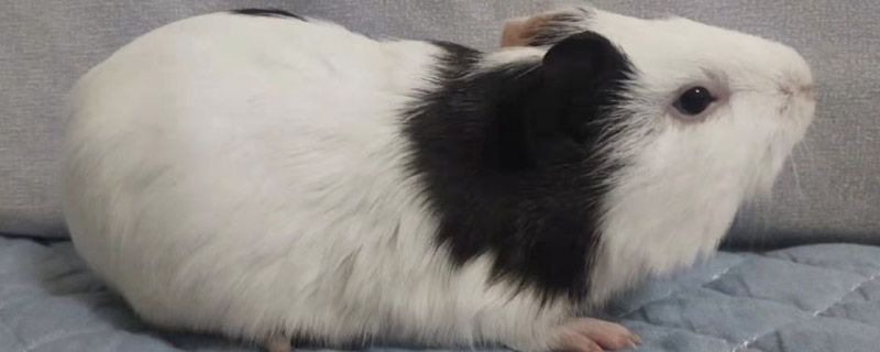 竹鼠是国家几级保护动物吗?