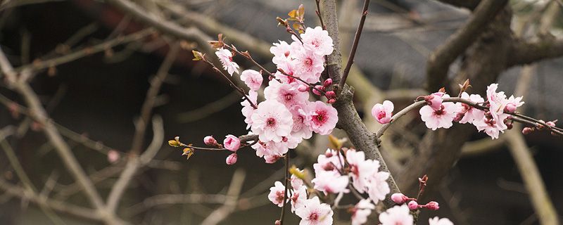 樱花什么季节开