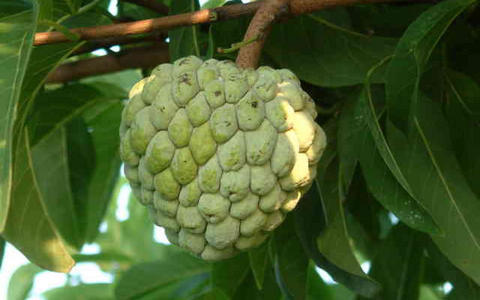 番荔枝