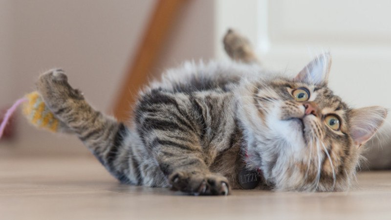 猫的应激反应怎样缓解
