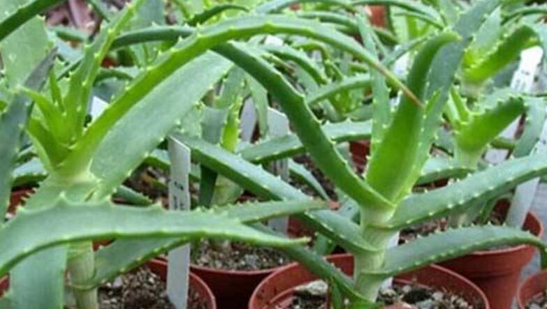 芦荟怕冷吗